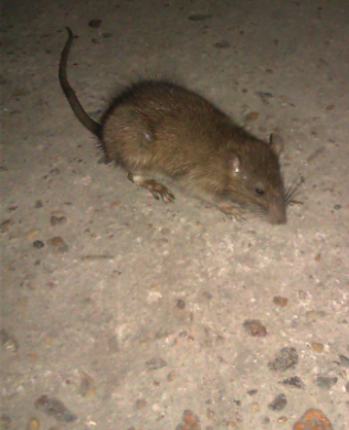 一只老鼠